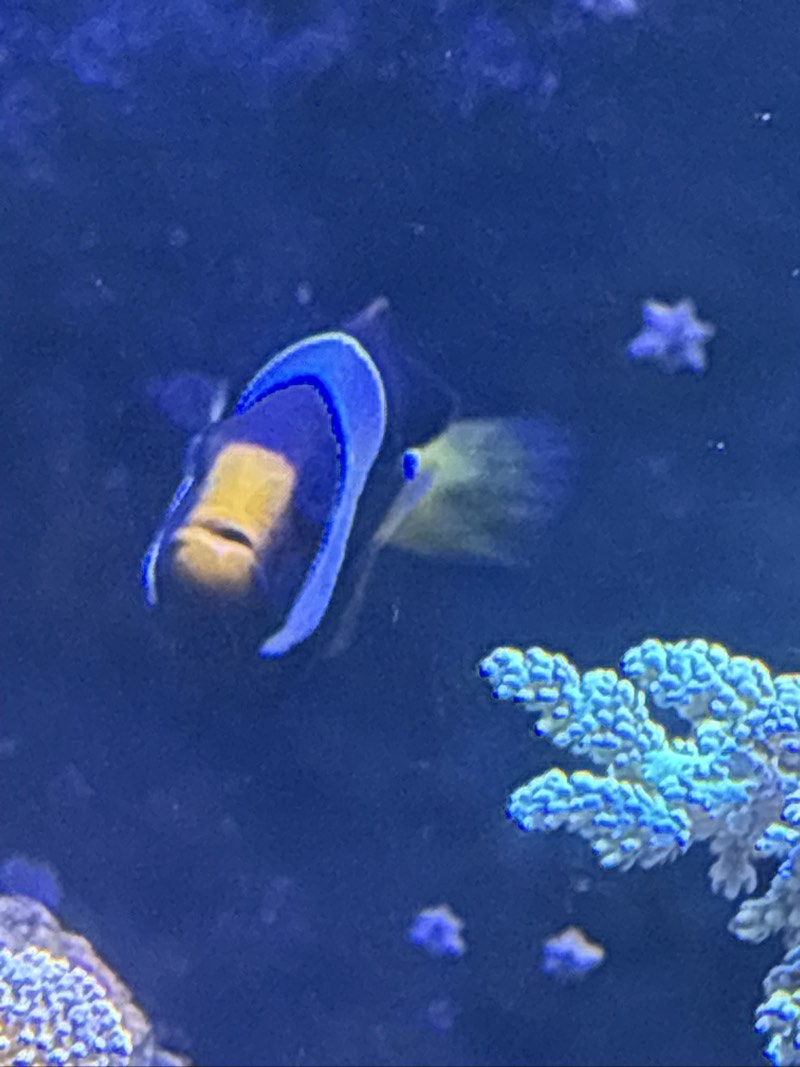 Poisson clown XXL