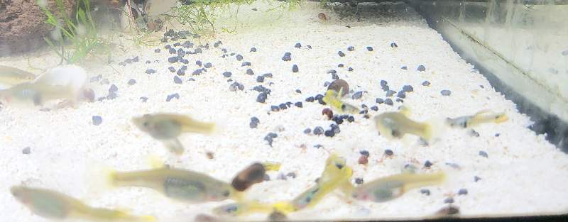 Guppy Yellow Tiger Endler