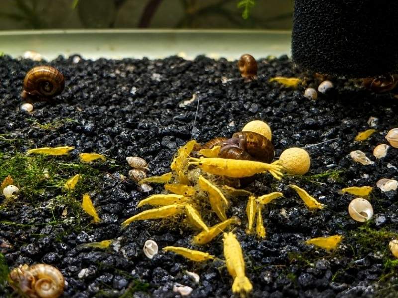 Neocaridina davidi 