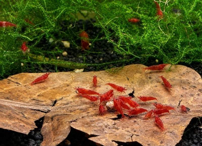 Neocaridina davidi 