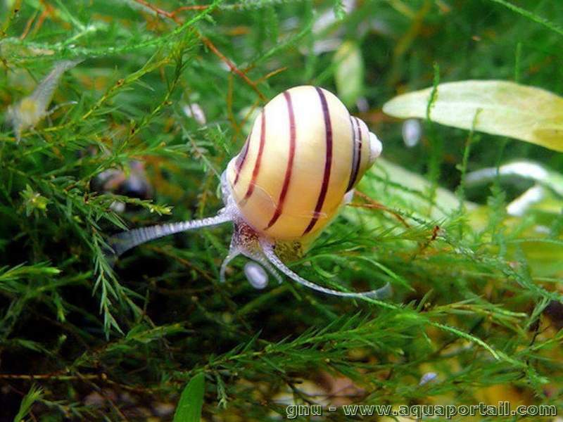 Asolene spixii