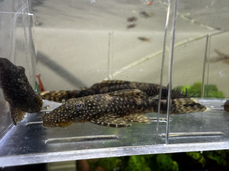 Ancistrus 