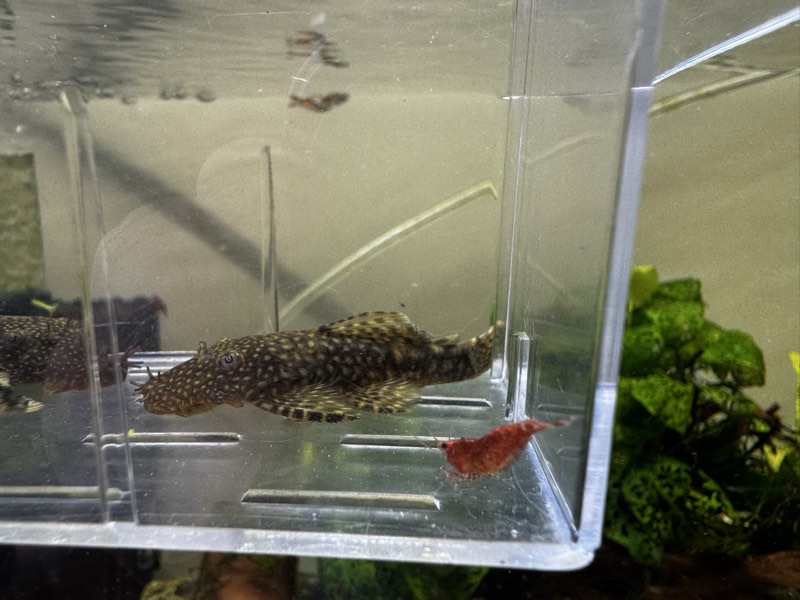 Ancistrus 