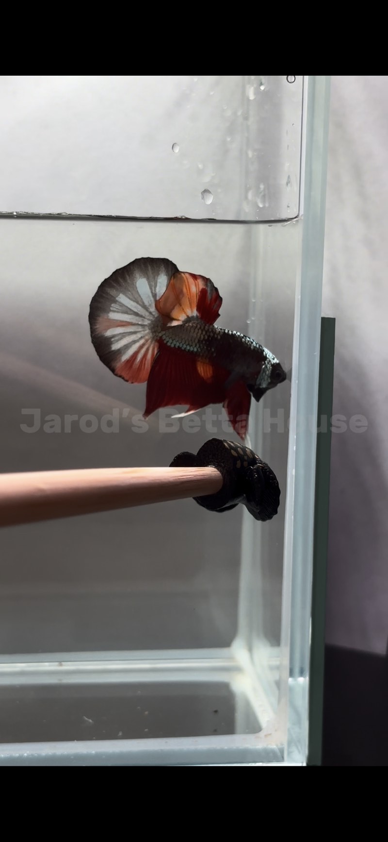 Betta Black Copper Nemo