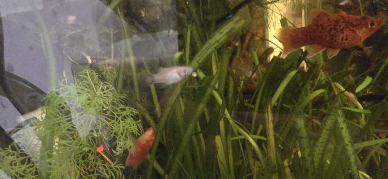 Platys juvéniles 