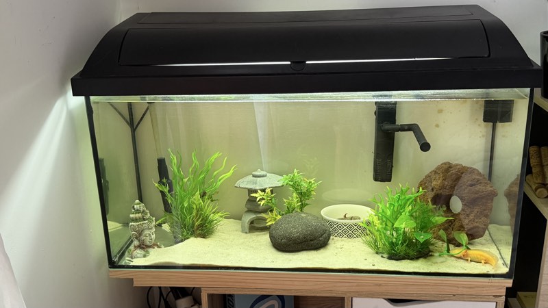 À vendre aquarium et 2 Axolotls 
