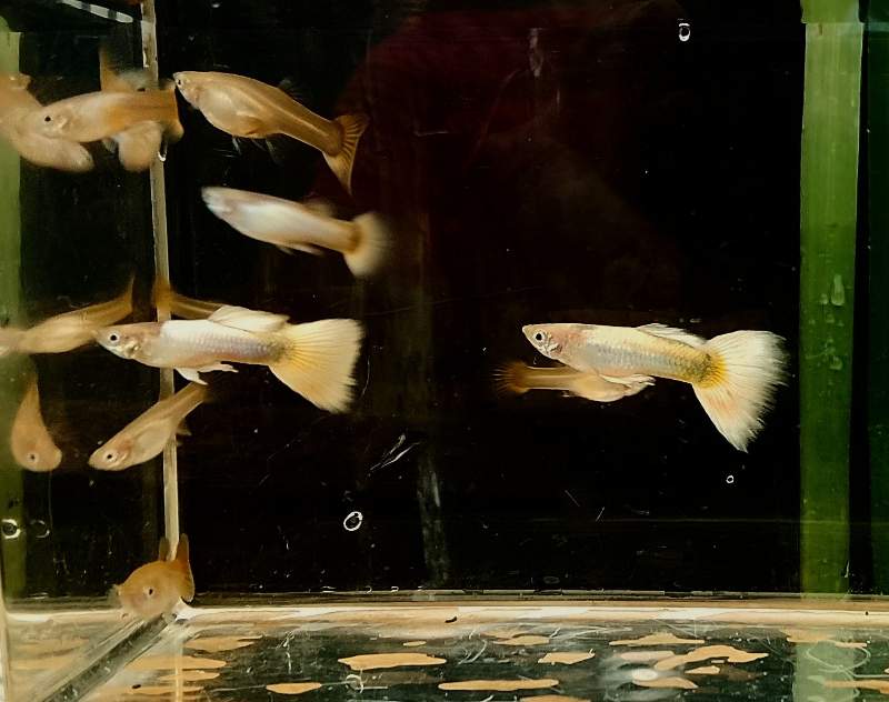 Guppy Tuxedo Gold 