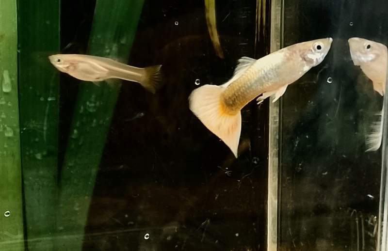 Guppy Tuxedo Gold 
