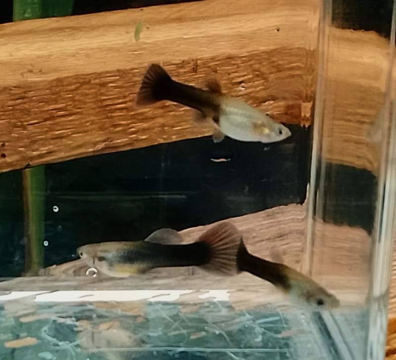 Guppy Half Black 