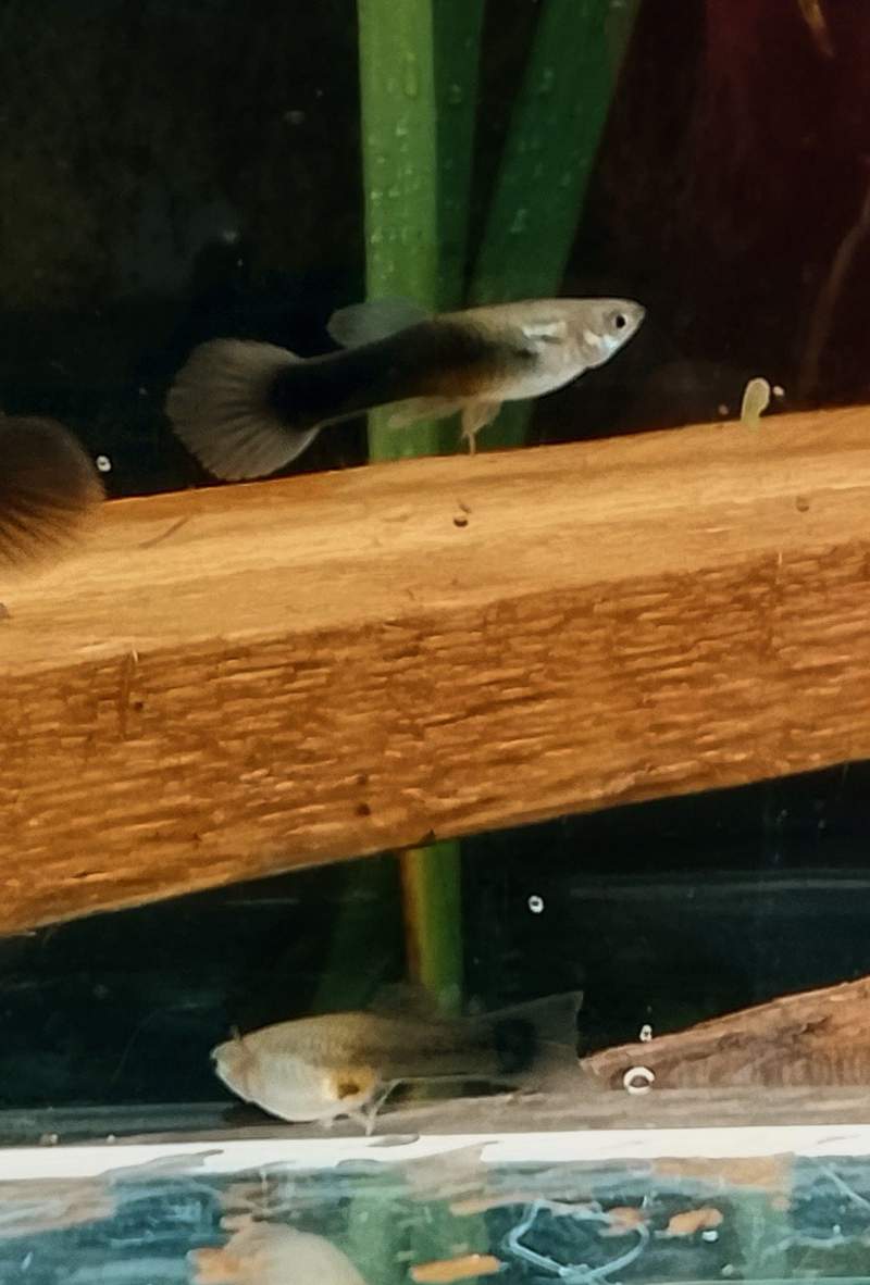 Guppy Half Black 