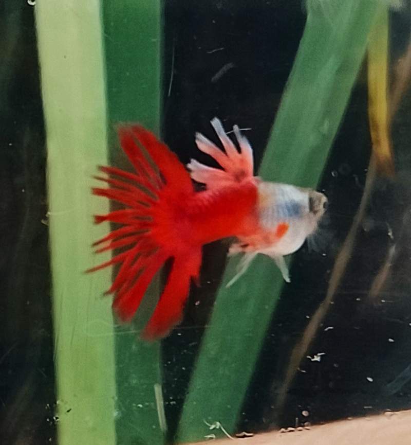 Guppy Crowntail Sylverado Red Tail 