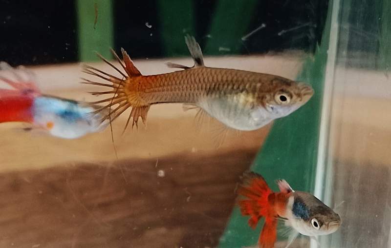 Guppy Crowntail Sylverado Red Tail 