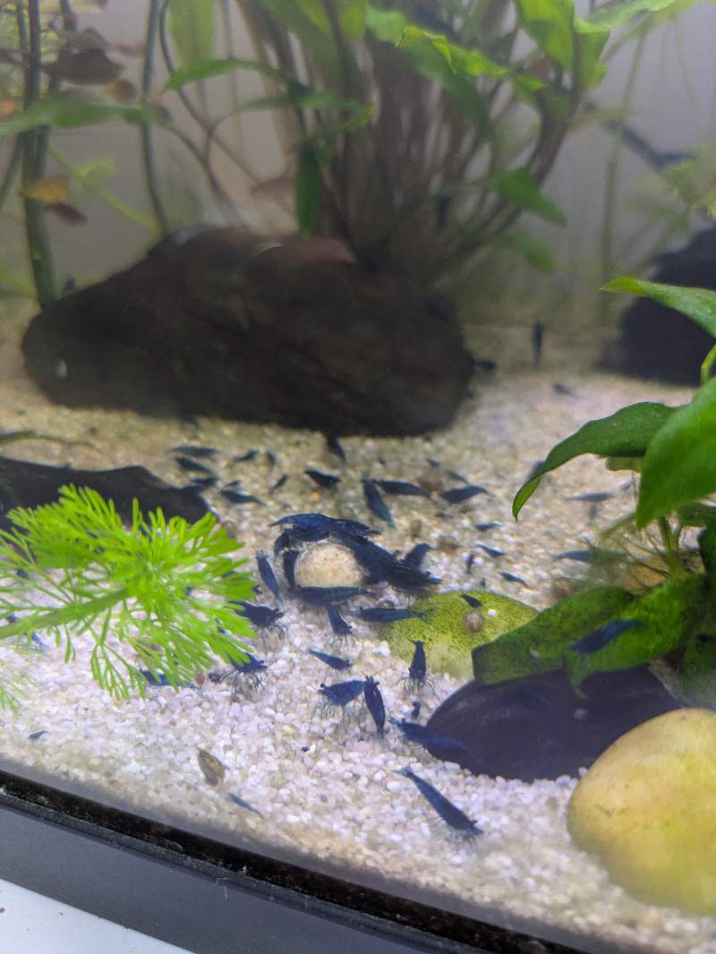 Crevettes Blue velvet
