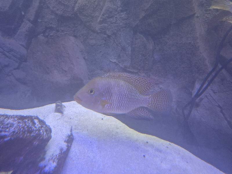Geophagus Brasiliensis 15cm