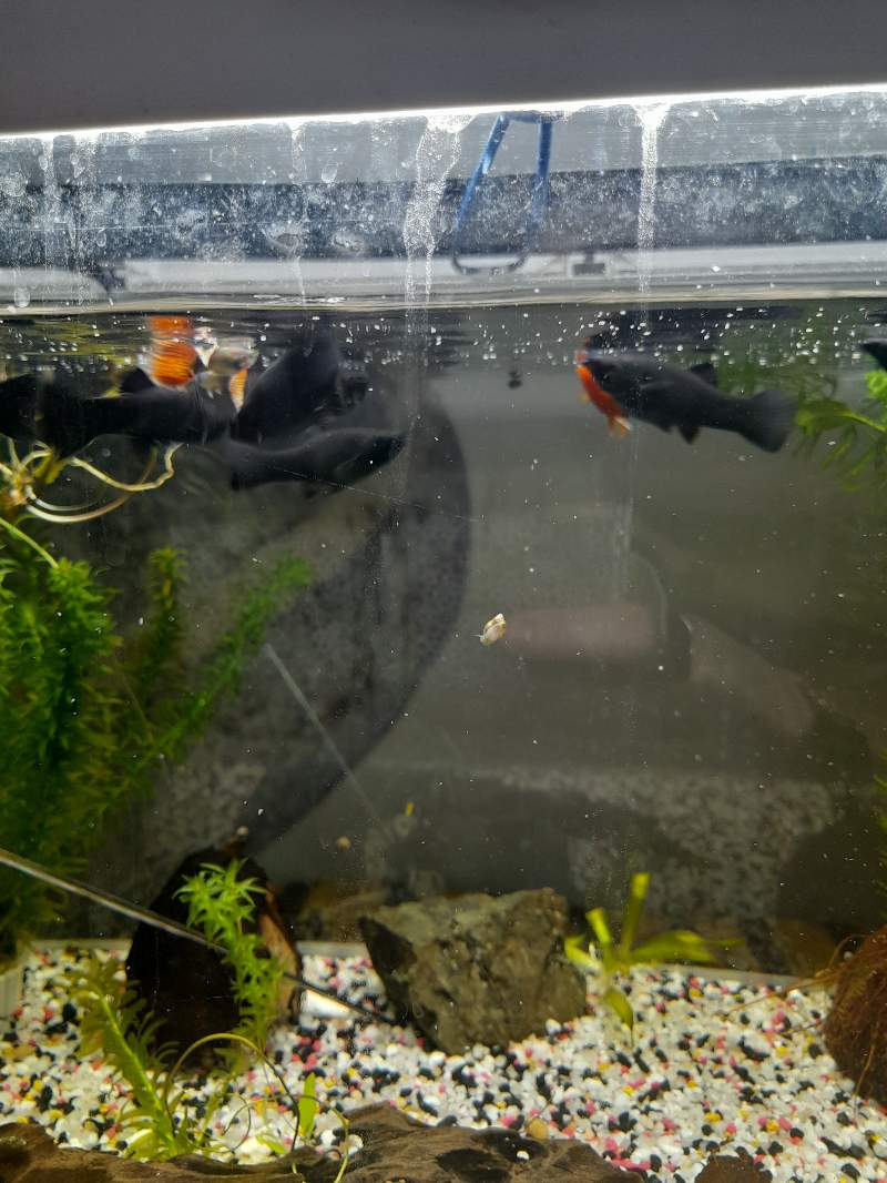 Mollys et guppys juvéniles + adultes mollys