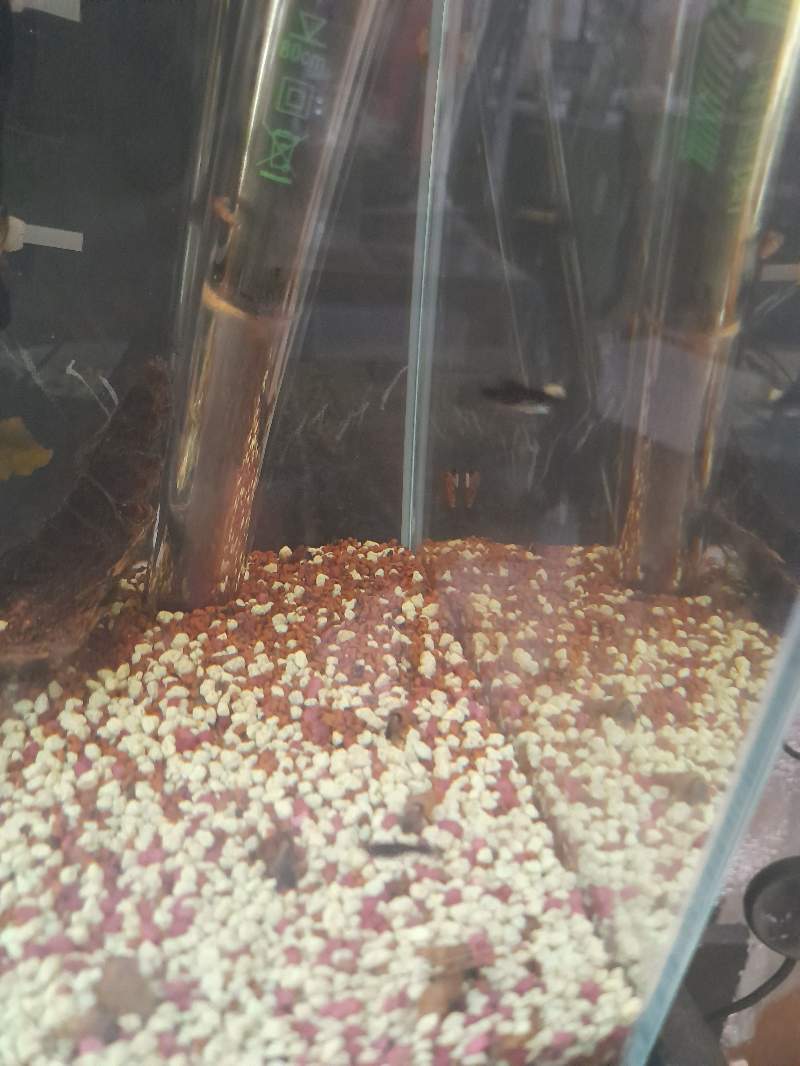 Mollys et guppys juvéniles + adultes mollys