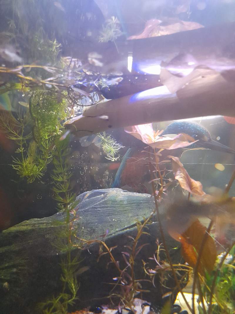 Mollys et guppys juvéniles + adultes mollys