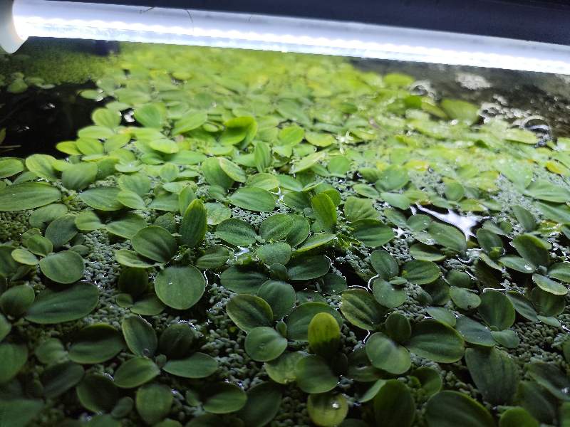 Plante flottante 