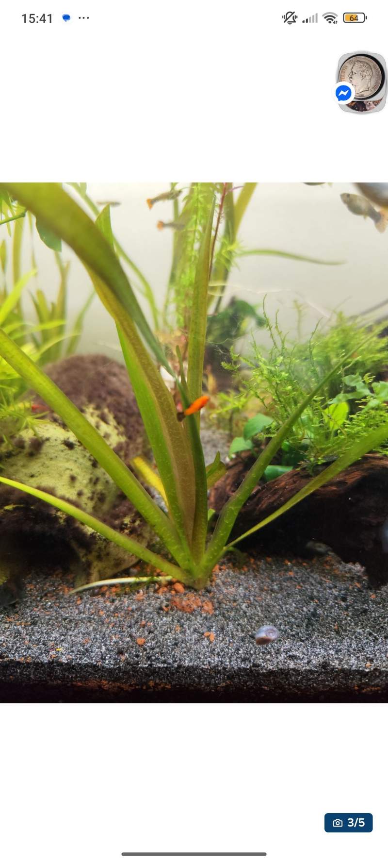 Lot de plante