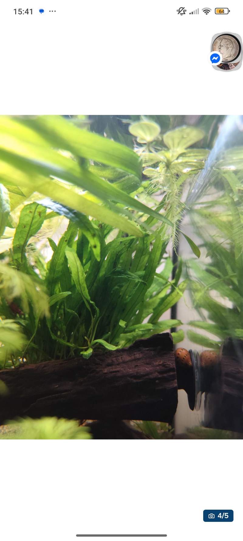 Lot de plante