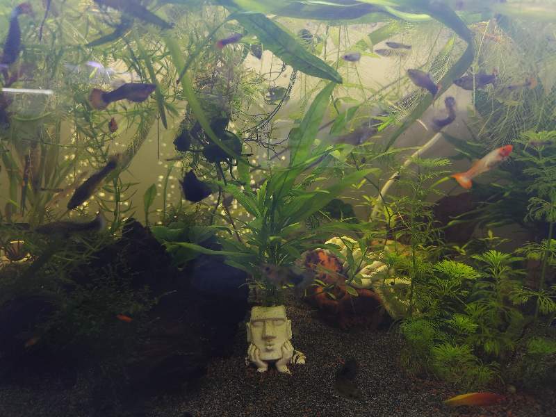 Guppy