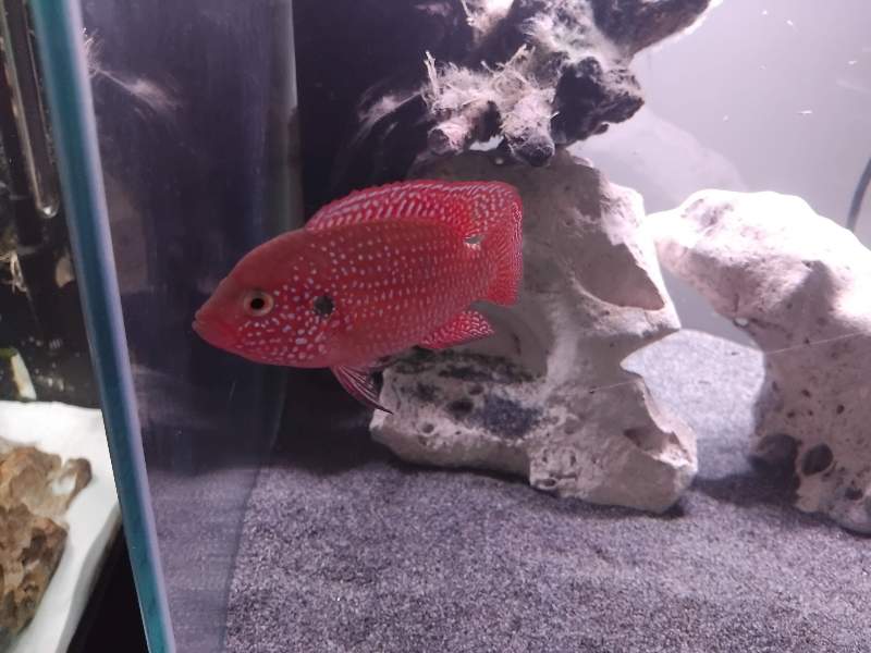 Hemichromis lifalili