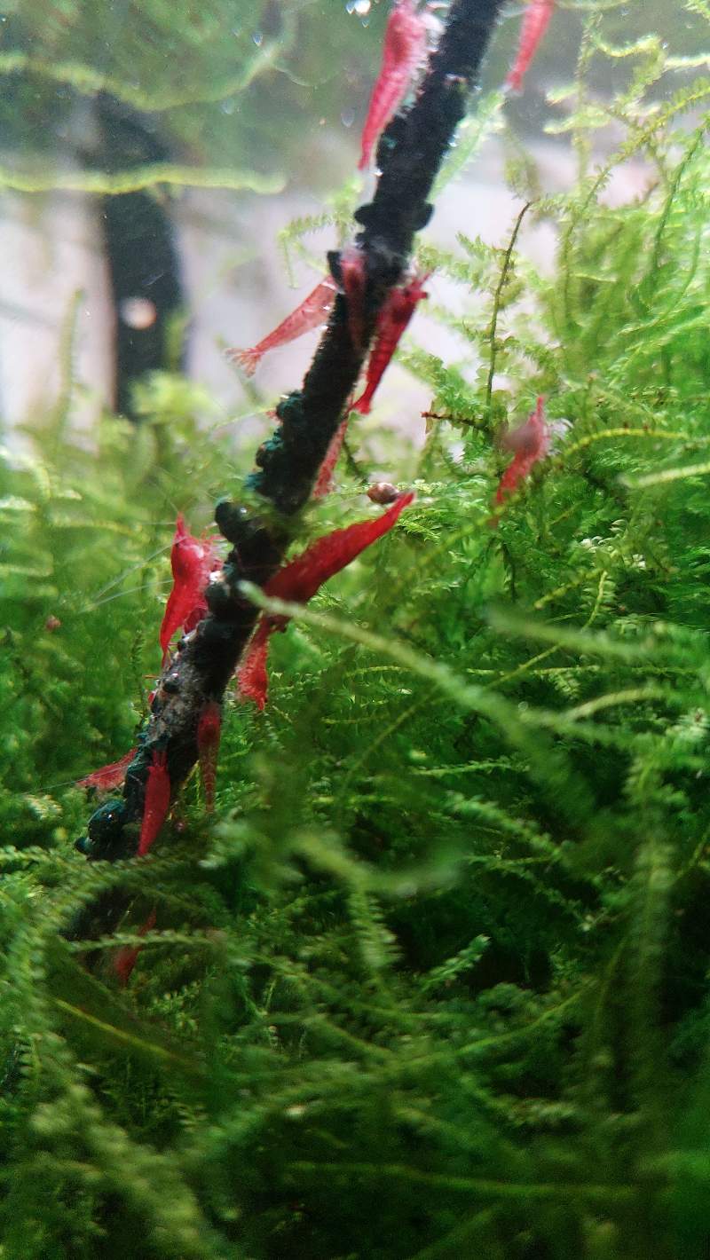 Sakura Red
