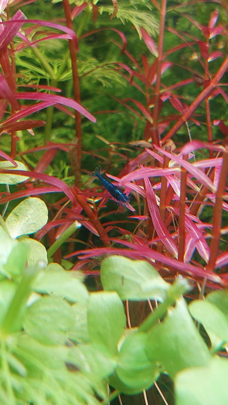 Blue Dream