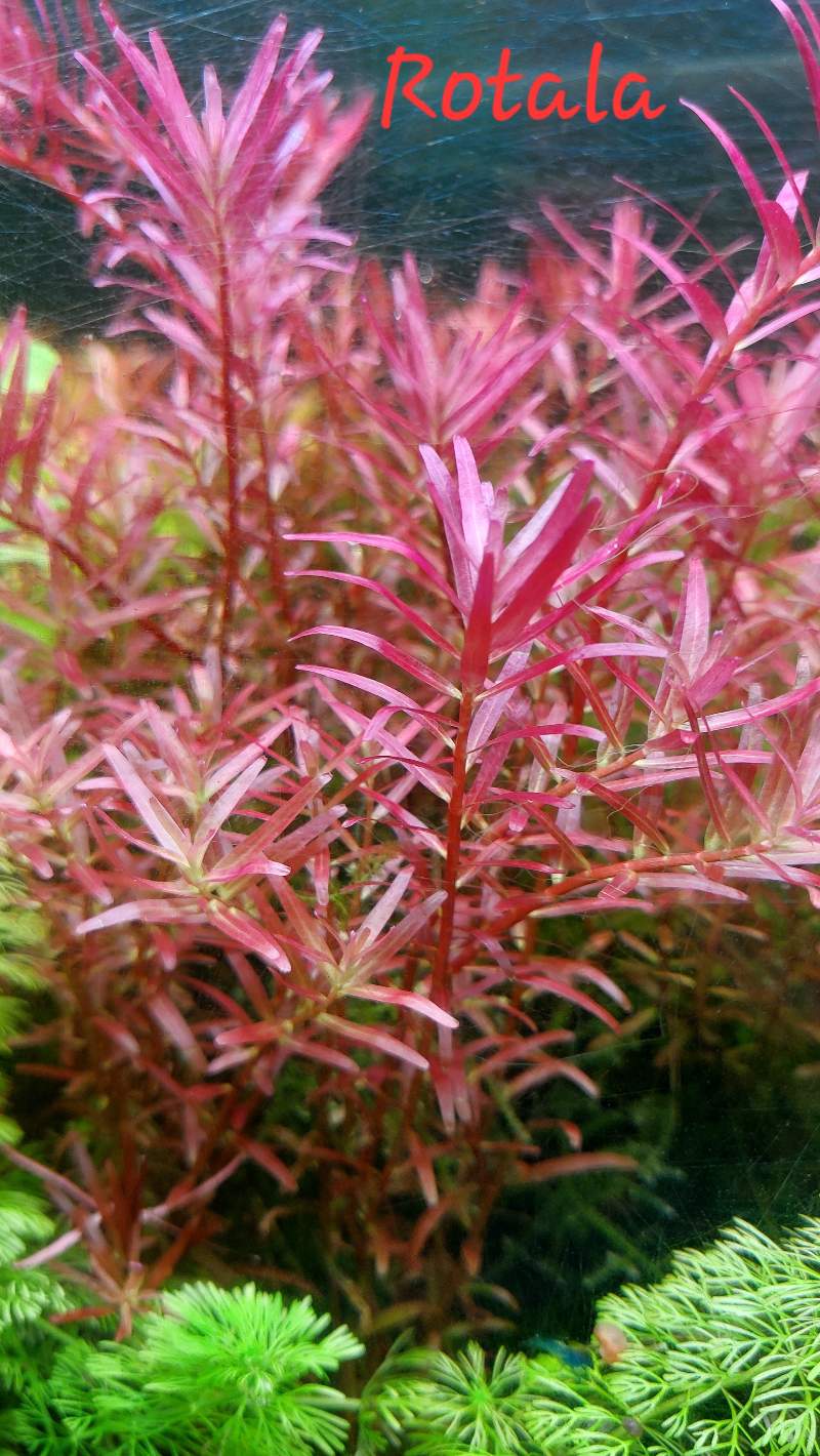 Diverses plantes