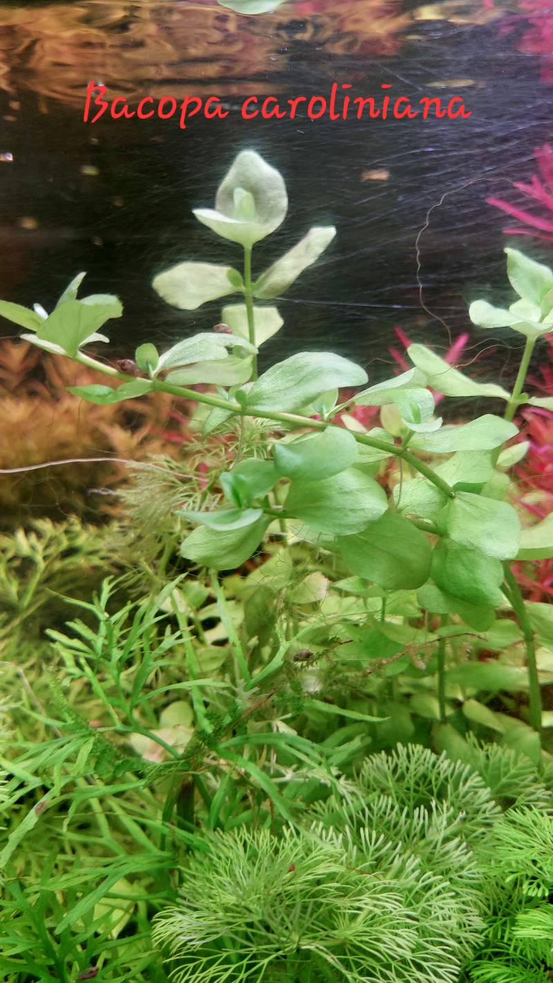 Diverses plantes