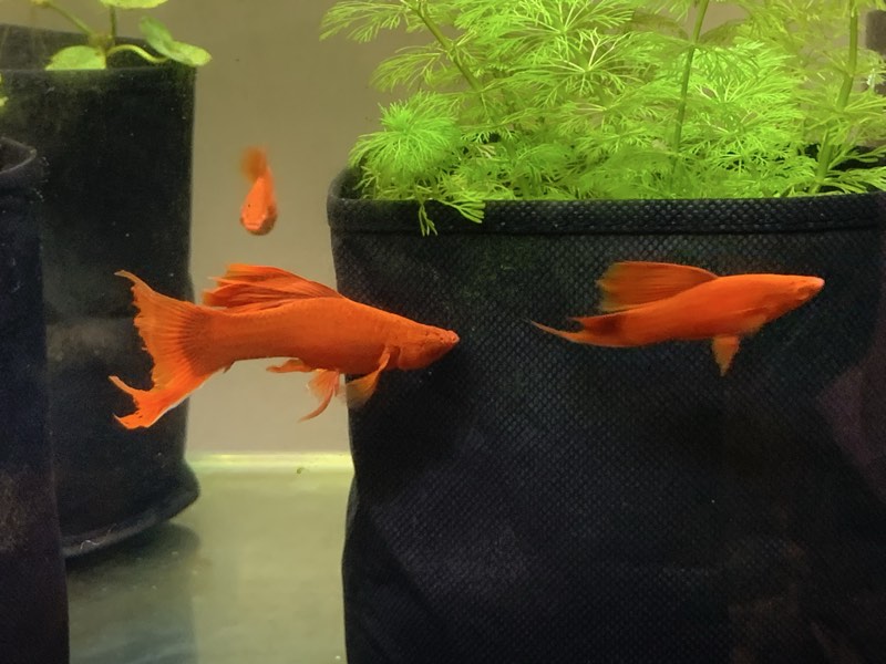 Xiphophorus helleri cauliflower