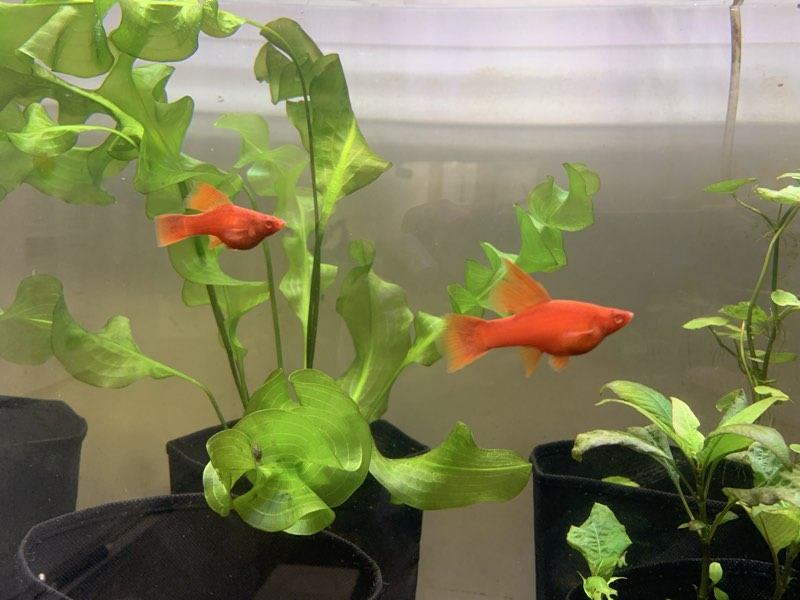 Xiphophorus helleri cauliflower