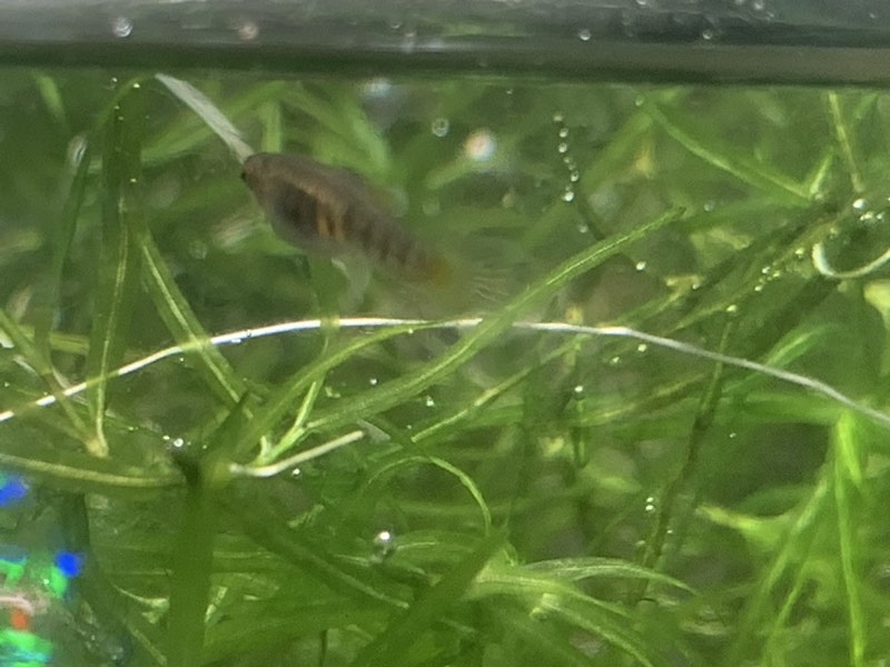 Neoheterendria elegans