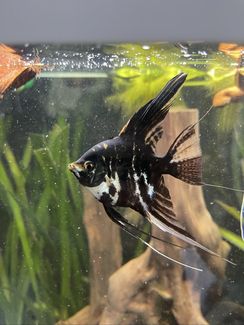 Scalaire marbre Koi x2