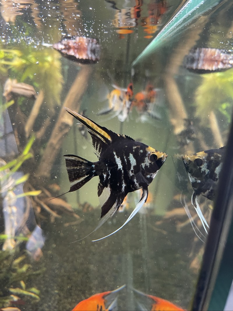 Scalaire marbre Koi x2