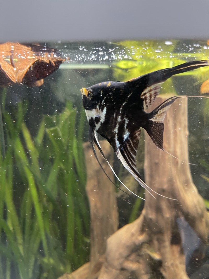 Scalaire marbre Koi x2