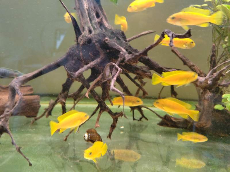 Pseudotropheus saulosi