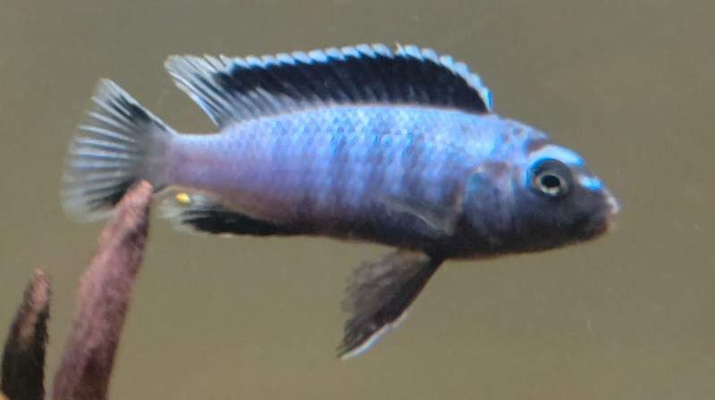 Pseudotropheus saulosi