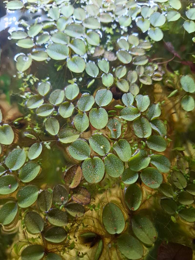 Salvinia Natans 