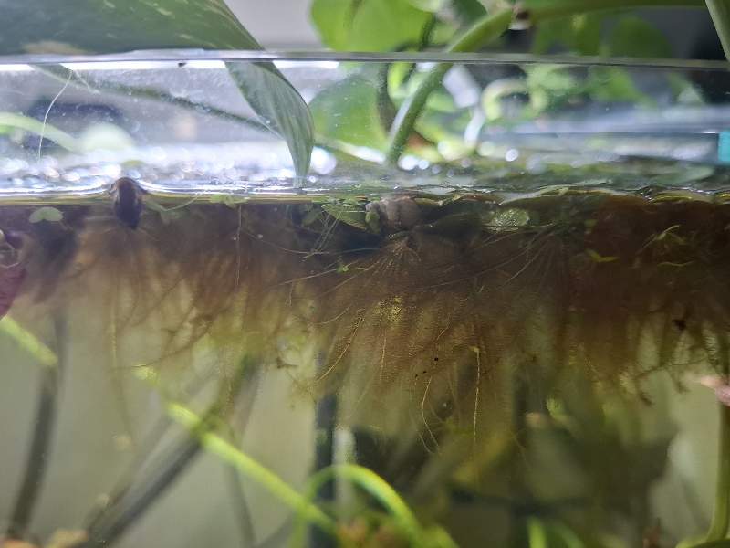 Salvinia Natans 