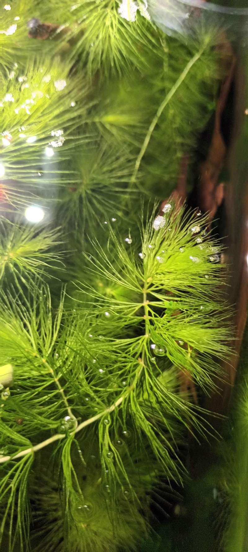Ceratophyllum demersum 