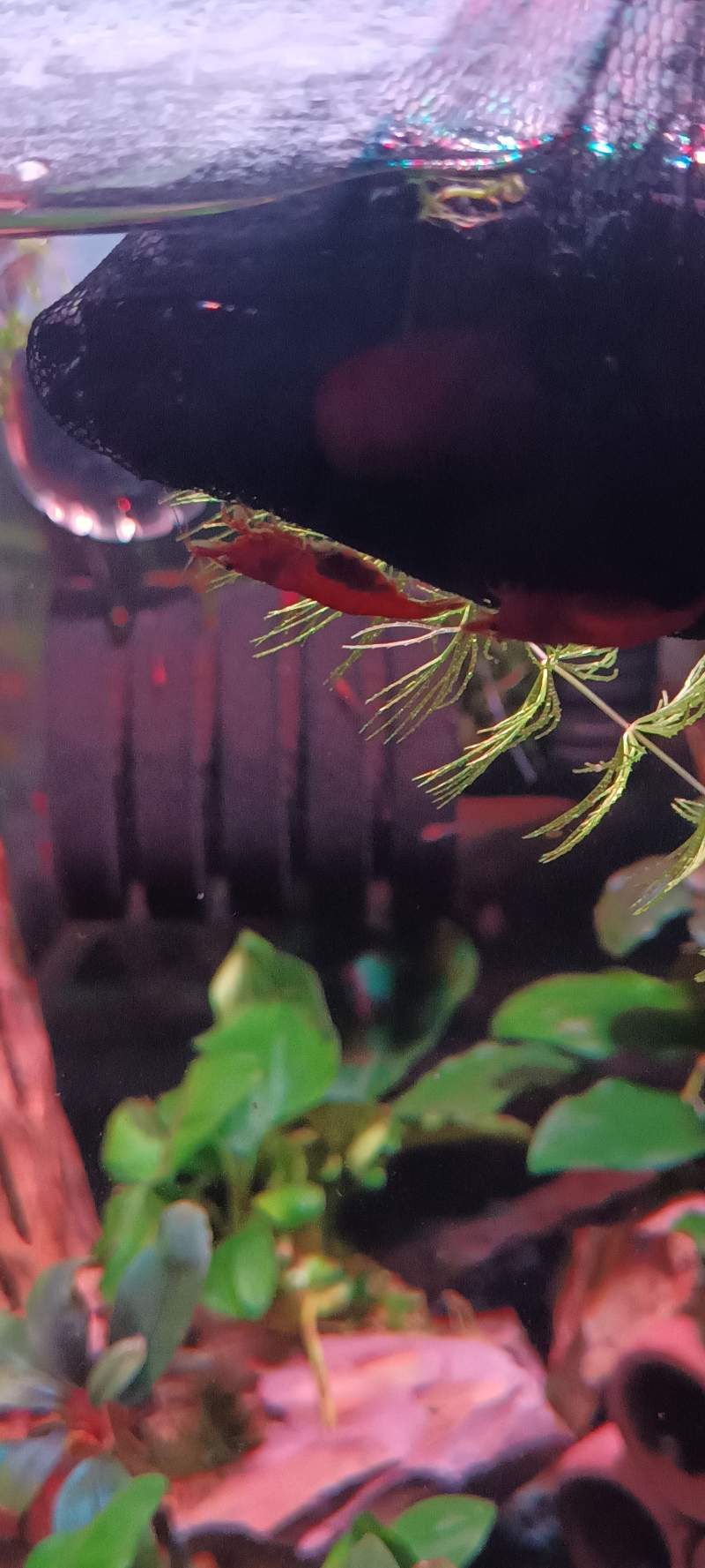 Crevettes Red Sakura
