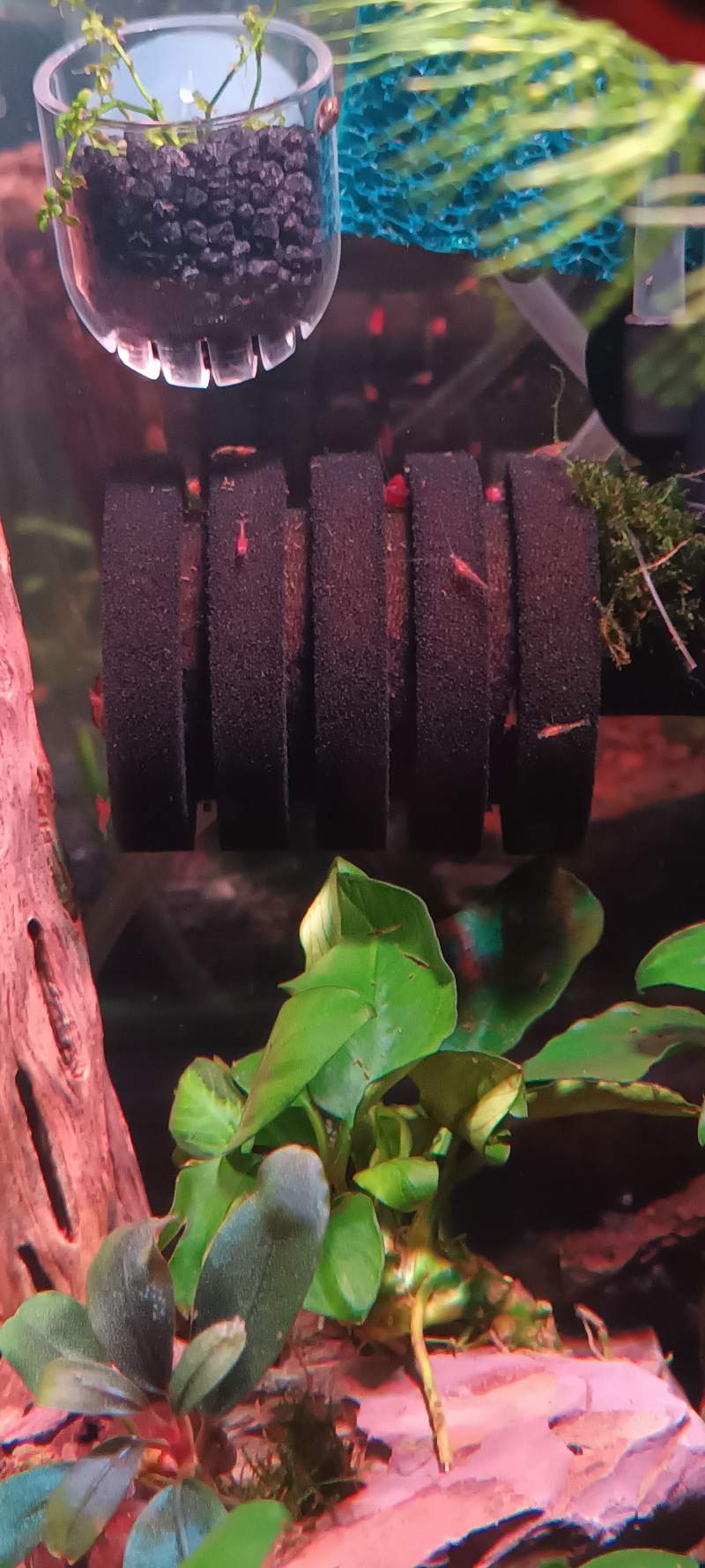 Crevettes Red Sakura