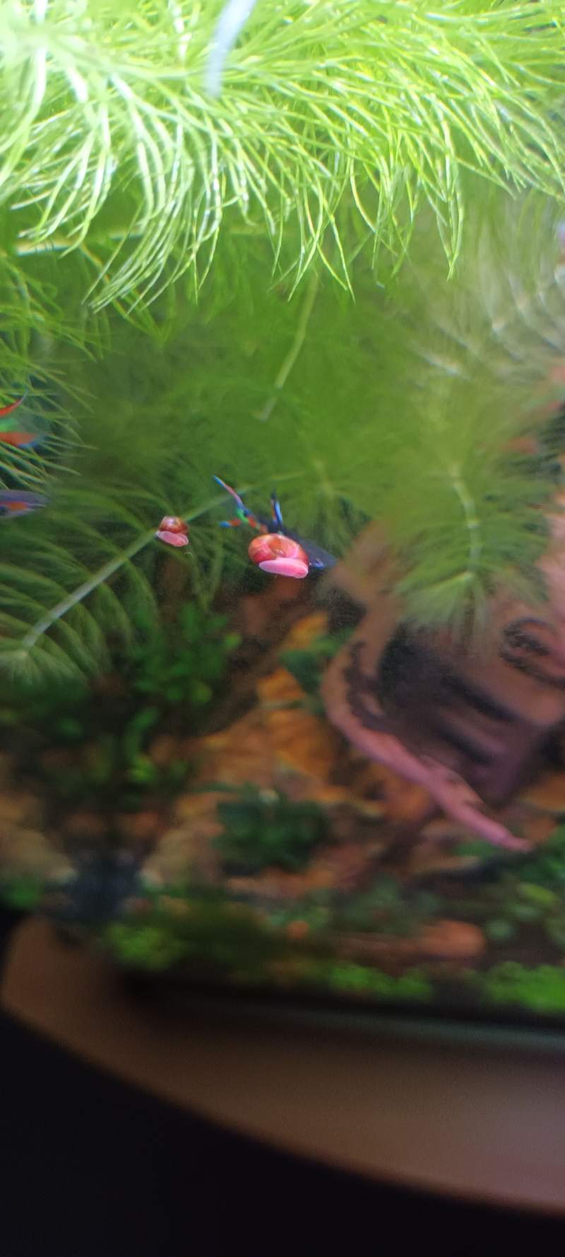 Planorbe rose ou noir
