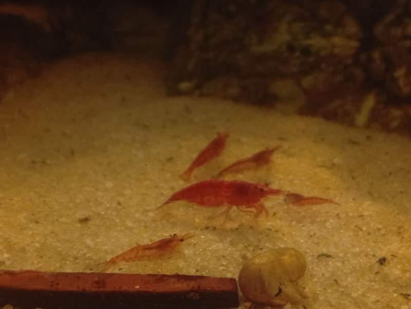Neo caridina rouge