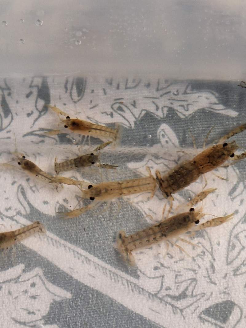 Ecrevisse cambarellus diminutus 