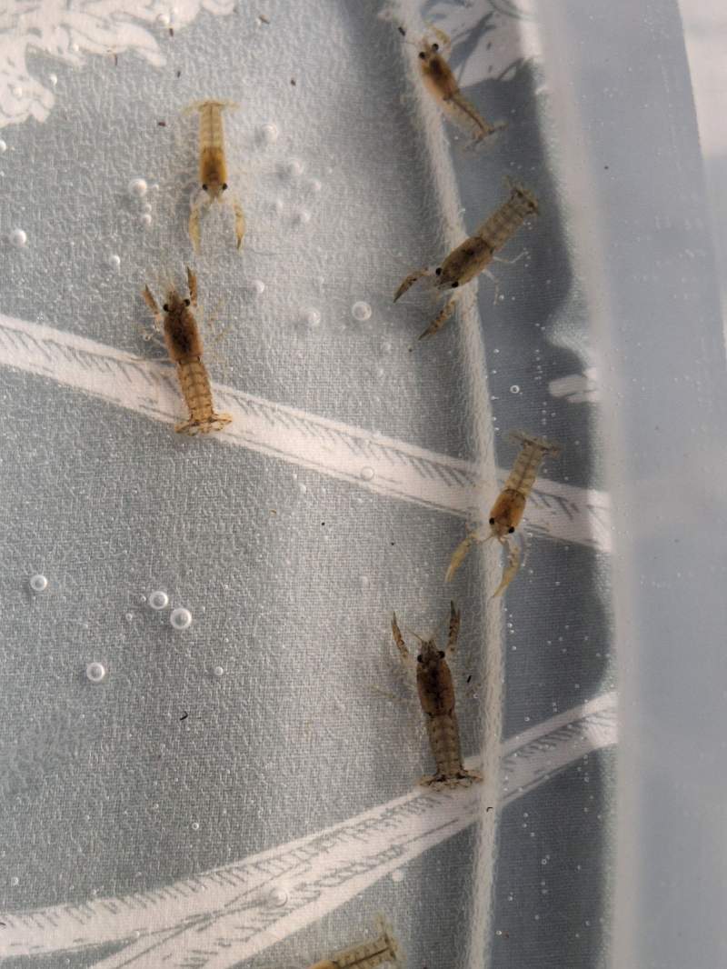 Ecrevisse cambarellus diminutus 