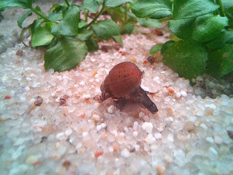 Melanoide granifera 