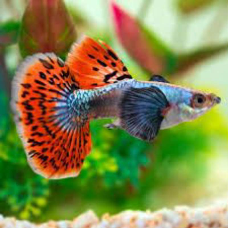 Guppys big ear red mosaic