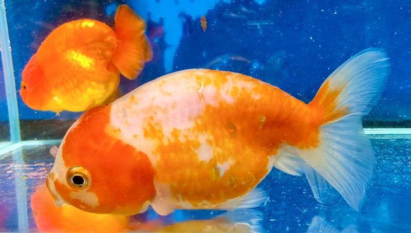 Poissons rouges japonais RANCHU, ORANDA 